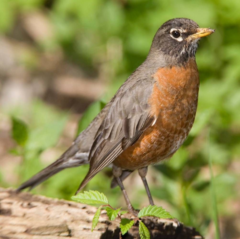 American Robin