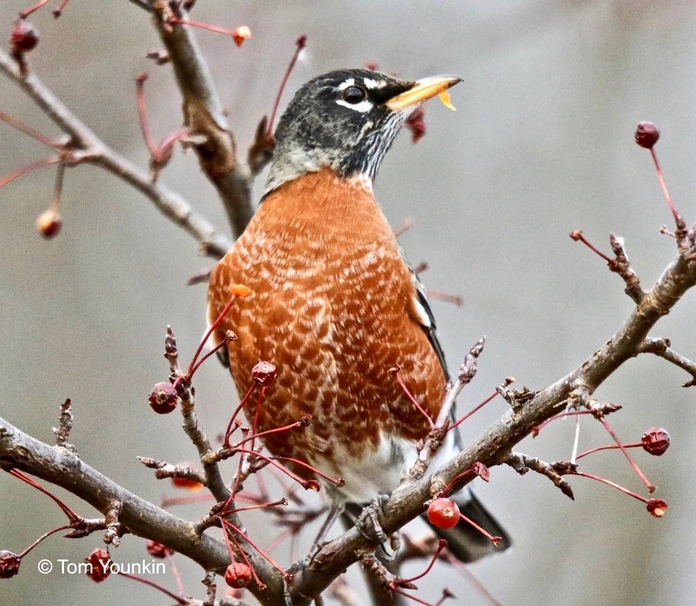 American Robin  Audubon Field Guide