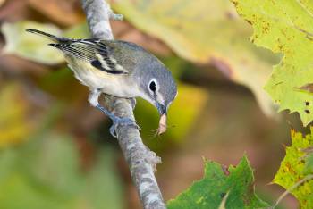 Blue Headed Insect Blue-headed Vireo