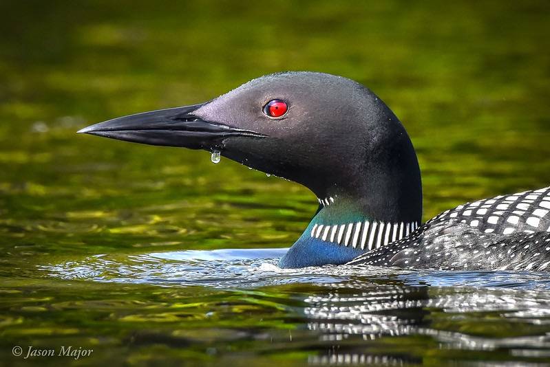 Loon Head In Common Loon