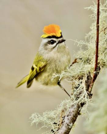 Golden-crowned Kinglet