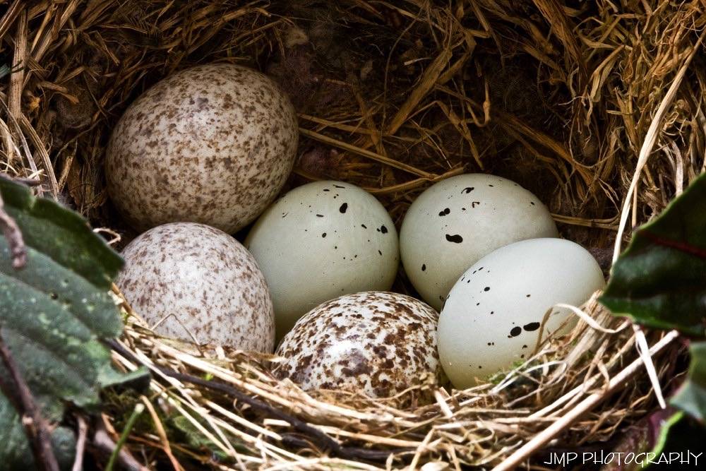House Finch