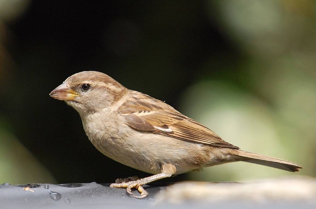 House Sparrow
