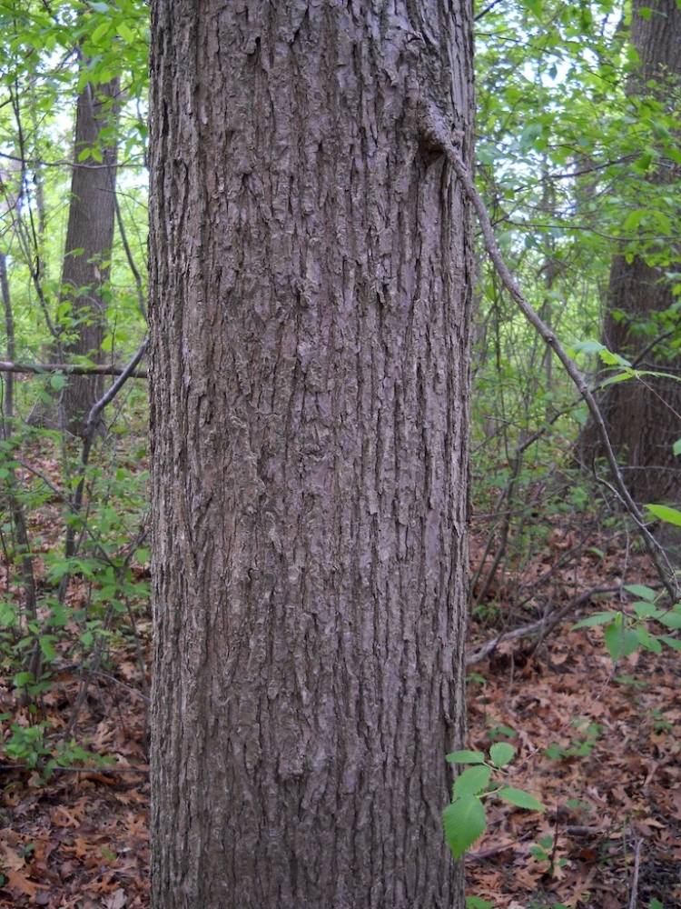 American Elm: 100 Most Common North American Trees