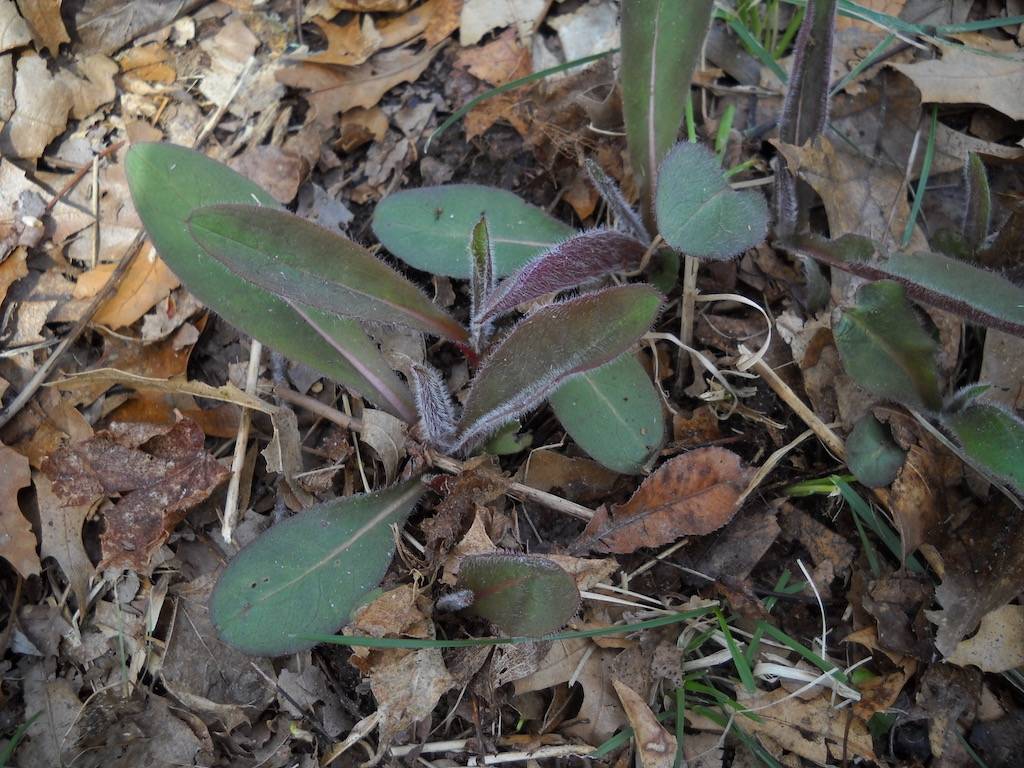 Canada hawkweed