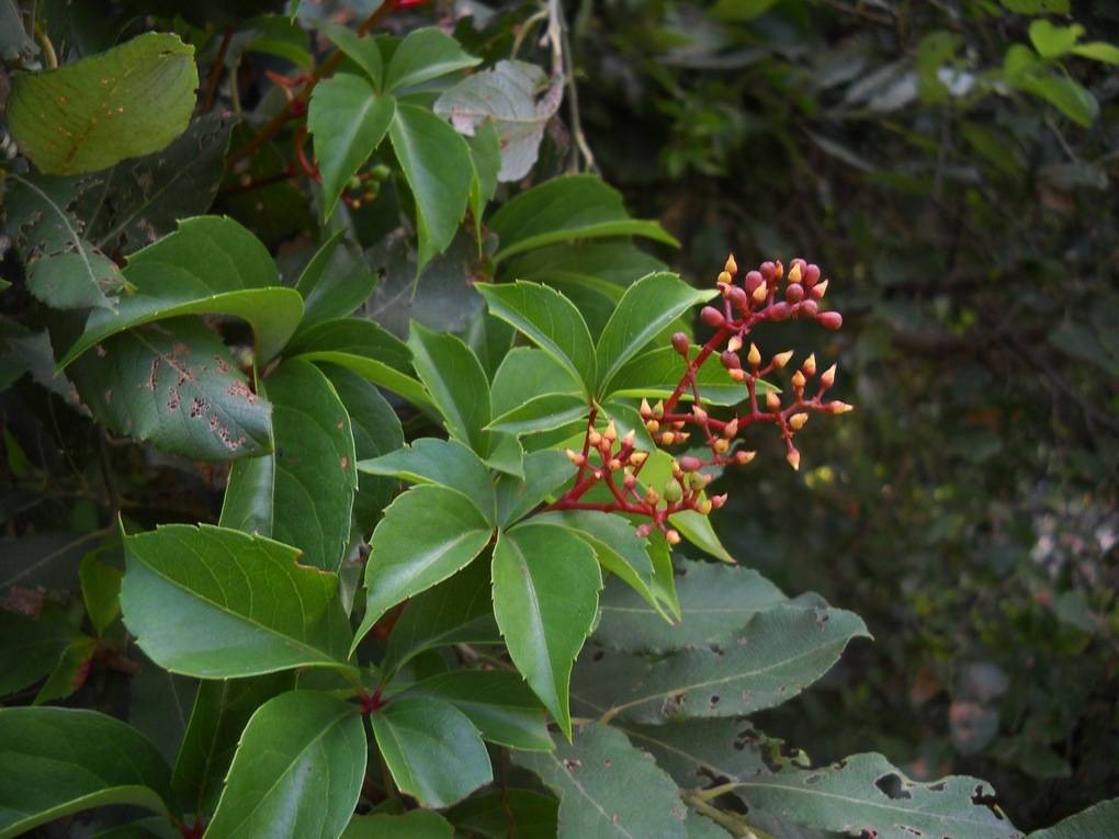 Virginia creeper