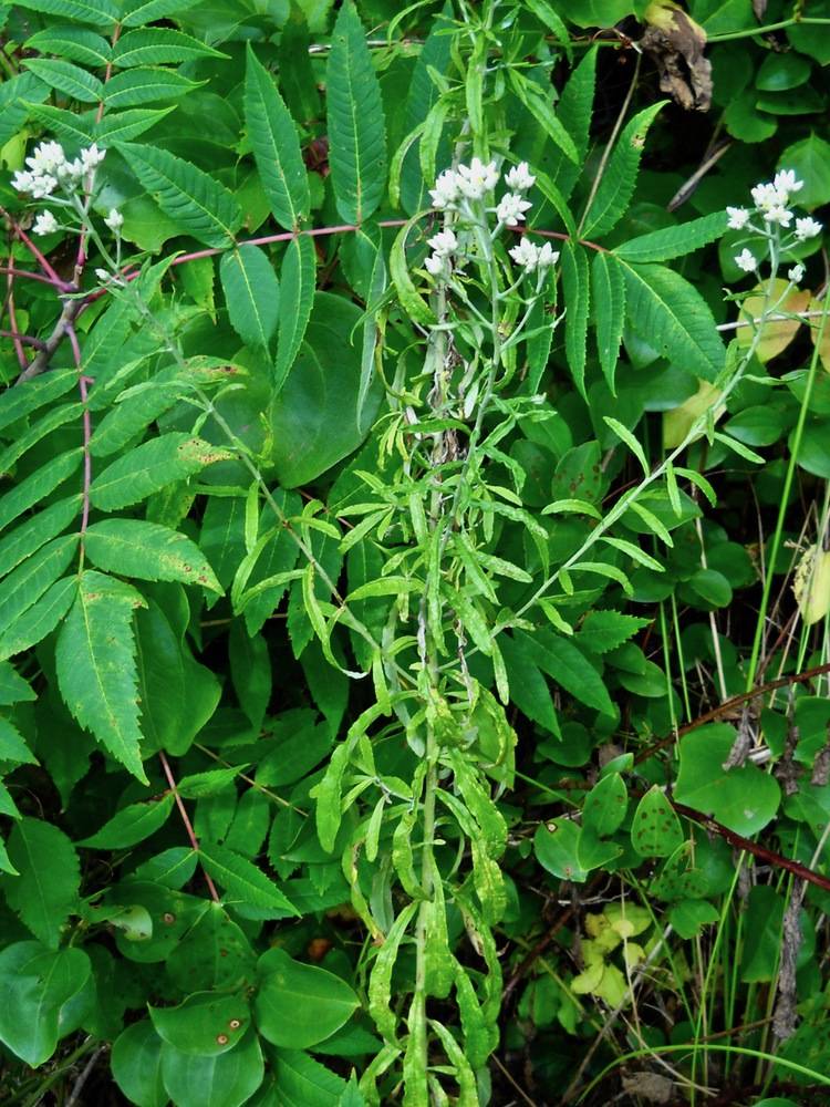 rabbit tobacco alabama blunt-leaved rabbit-tobacco
