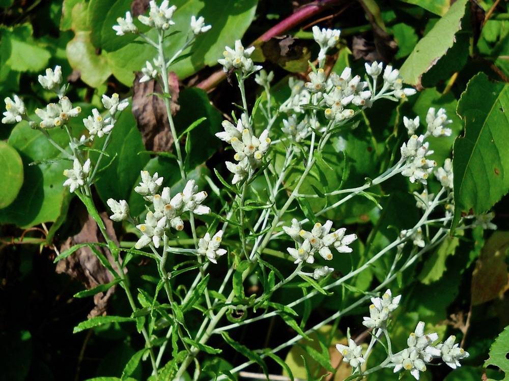 use rabbit tobacco blunt-leaved rabbit-tobacco