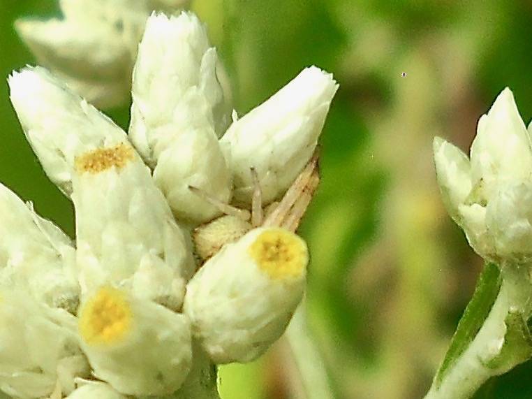 blunt-leaved rabbit-tobacco