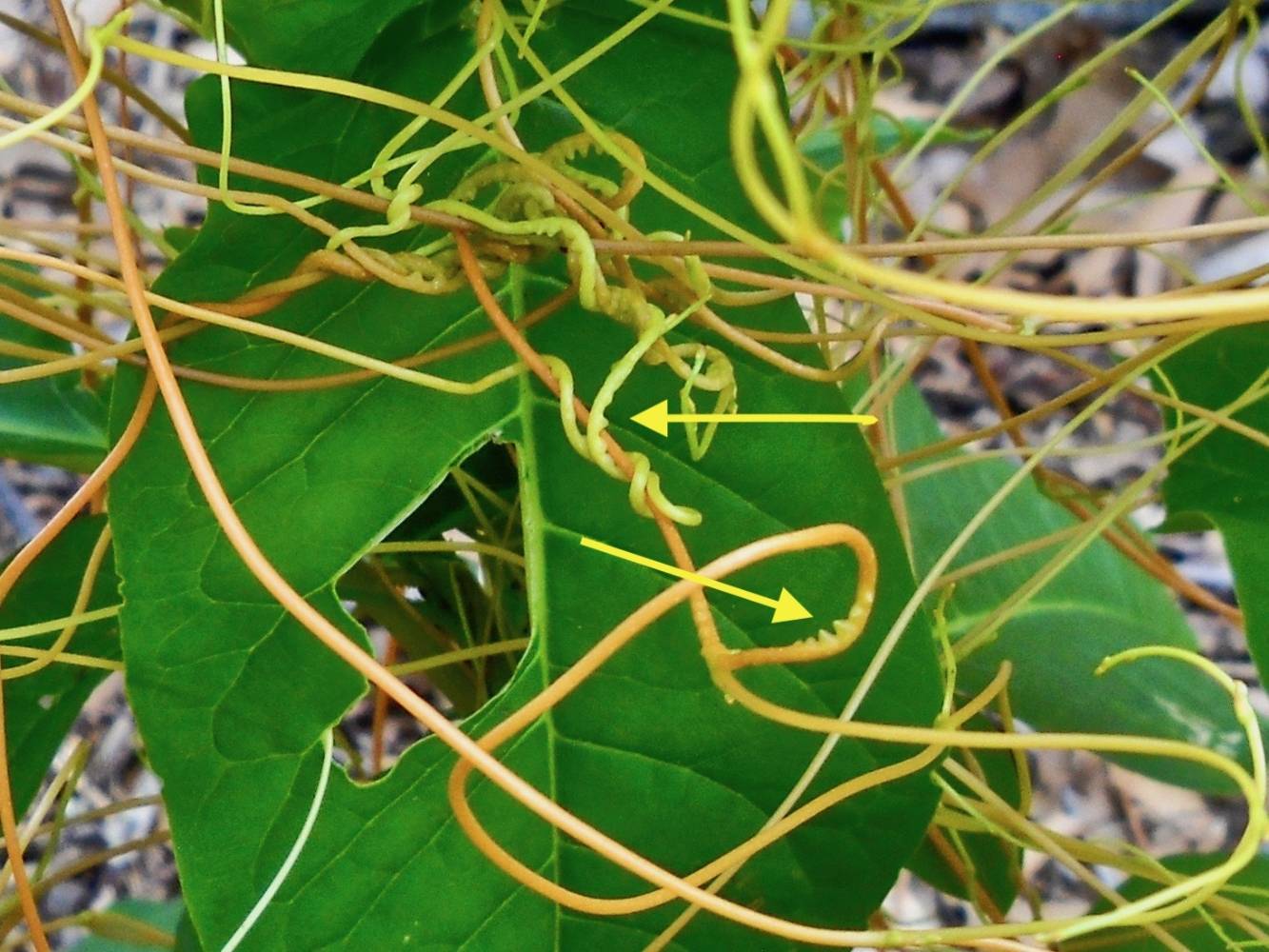 Dodder Weed Inversion common dodder