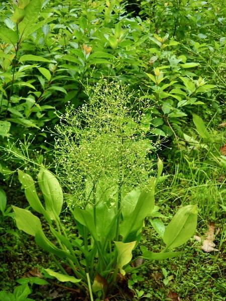 lupine where to plant Silver Lupine Plant Sets