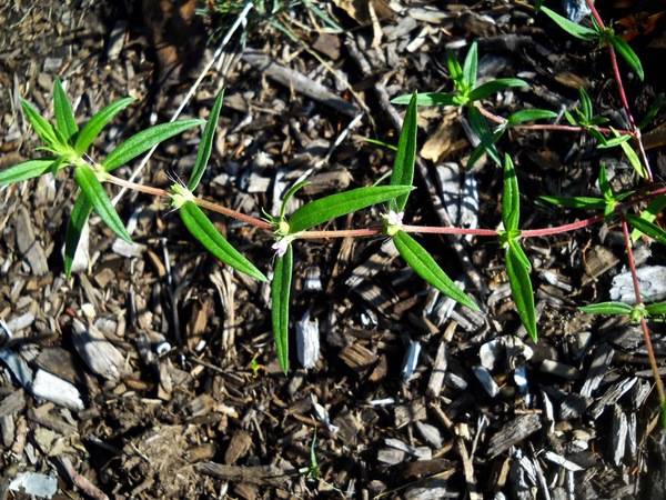 rough buttonweed