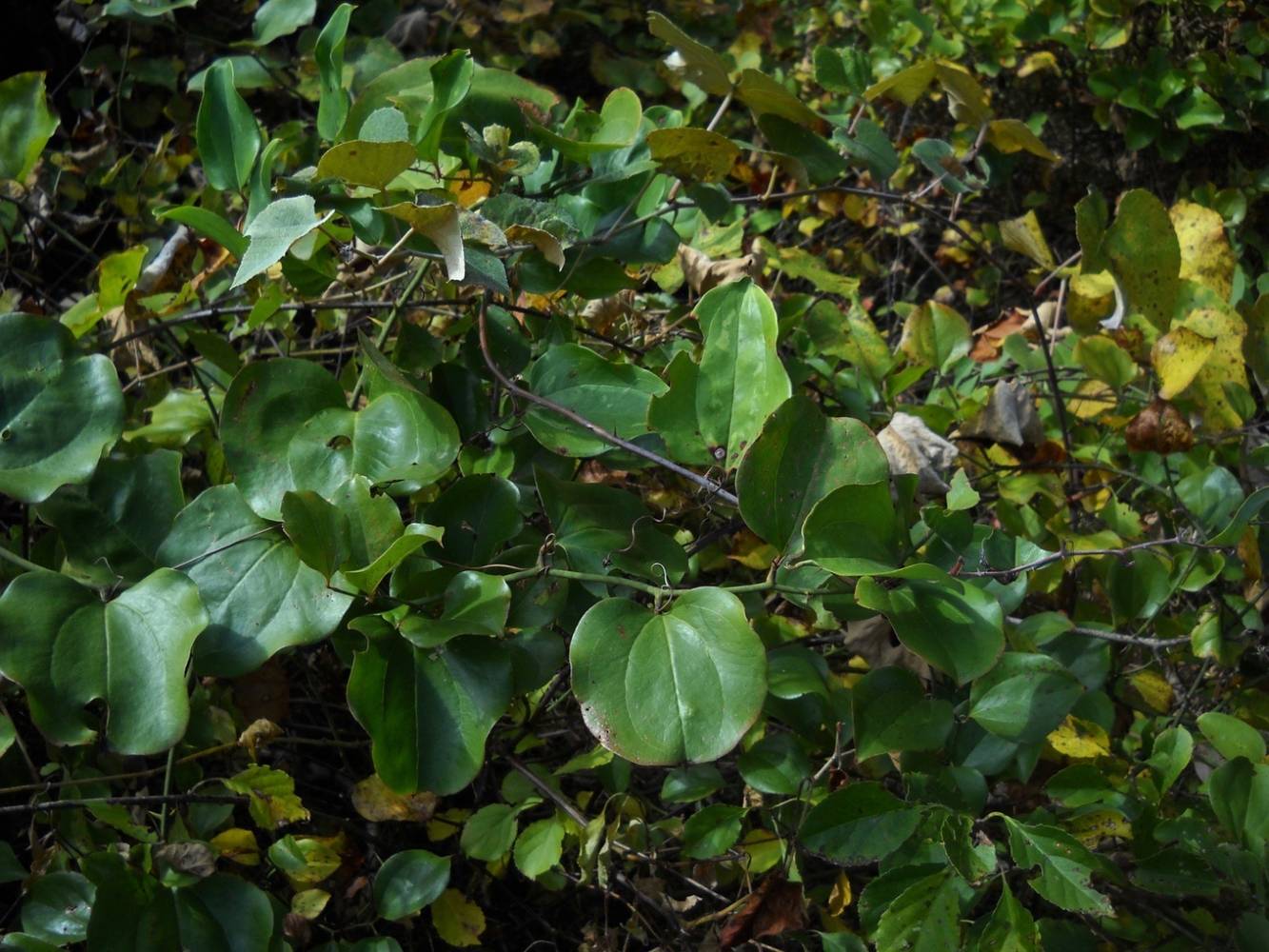 Roundleaf Tree roundleaf greenbrier