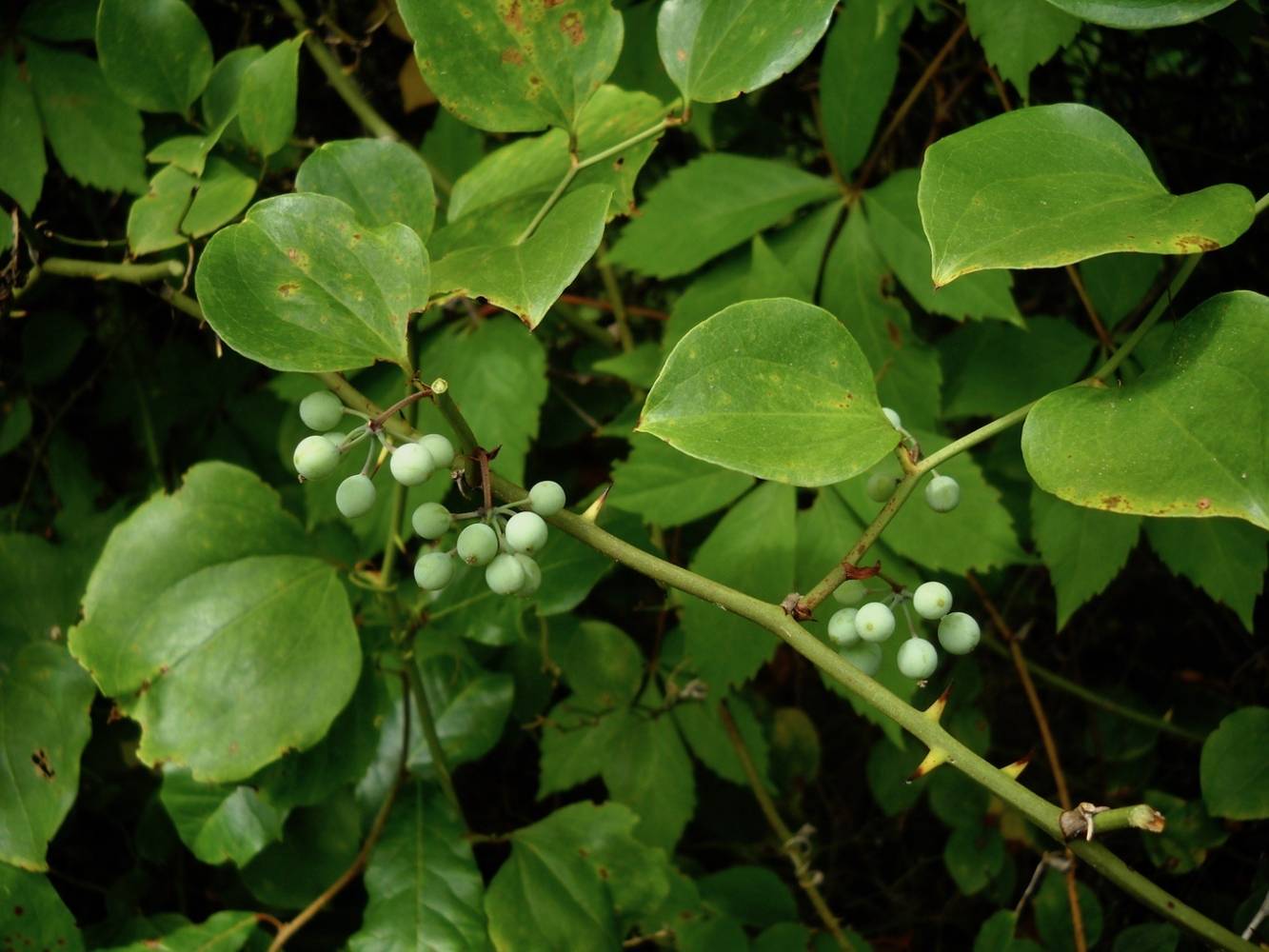 roundleaf greenbrier