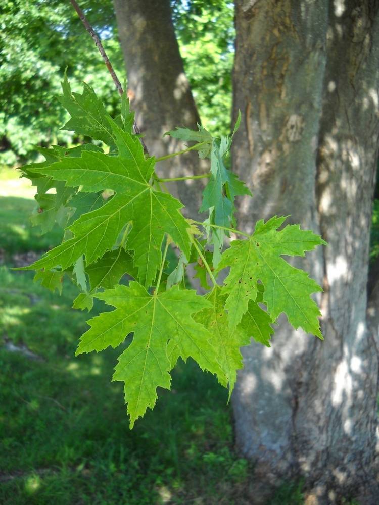 Silver Maple